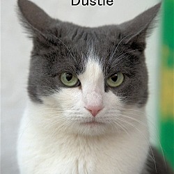 Thumbnail photo of Dustie #4