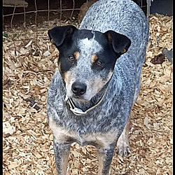 Photo of Smokey