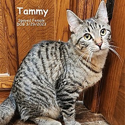 Thumbnail photo of Tammy #1