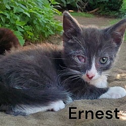 Thumbnail photo of Ernest #2