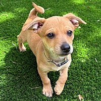 adopt a pet