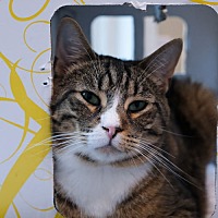 adopt-pet