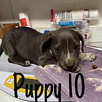 adopt a pet