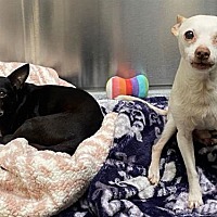 adopt a pet