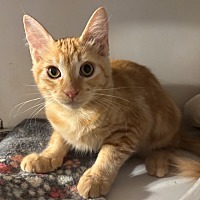 adopt-pet