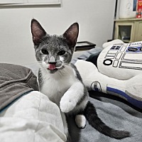 adopt a pet