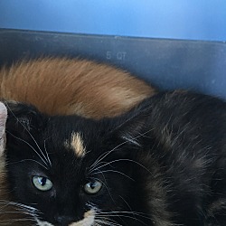 Thumbnail photo of Calico Female Kitten #2