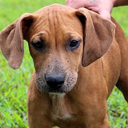 Thumbnail photo of Addison~adopted! #1