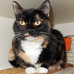 Thumbnail photo of Jubilee   ADOPTED #2