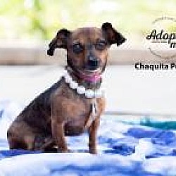 Thumbnail photo of Chaquita Poquita #2