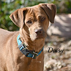 Thumbnail photo of Daisy ~ meet me! #1