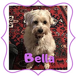 Photo of *Bella