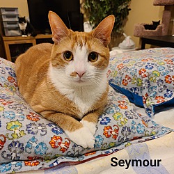 Thumbnail photo of Seymour #4