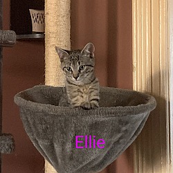 Photo of Kittens Bug, Ellie & Addi