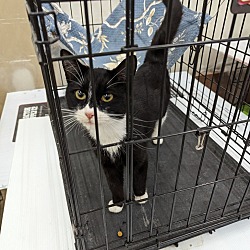 Photo of oreo