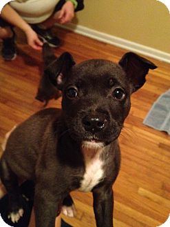 boston terrier and pitbull mix puppies