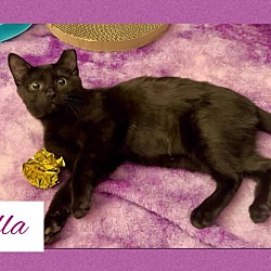 Thumbnail photo of Bella #1