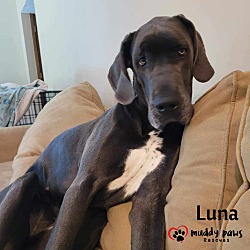 Photo of Luna (Courtesy Post)