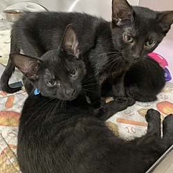 Photo of Black Kittens
