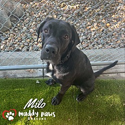 Thumbnail photo of Milo - Adoption Pending #2