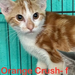 Thumbnail photo of Orange Crush 24 #2