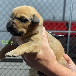 Thumbnail photo of Dolly #3