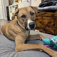 adopt-pet