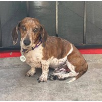 adopt-pet