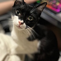adopt a pet