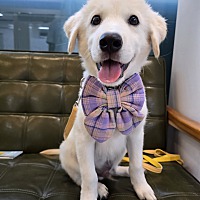 adopt-pet