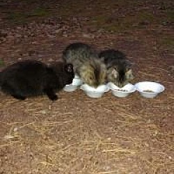 Thumbnail photo of Poffy (Medford kittens) #2