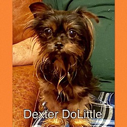 Photo of Dexter Doolittle