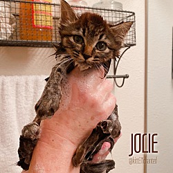 Thumbnail photo of Jolie #2