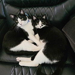 Photo of Felix and Oscar