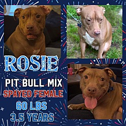 Thumbnail photo of Rosie (in NE) #2