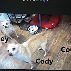 Photo of Cody/Casey/Coco