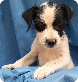 Salem Nh Jack Russell Terrier Meet Puppy Rosie A Pet For Adoption