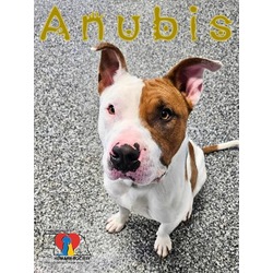 Photo of Anubis