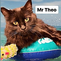 Thumbnail photo of Mr Theo at Martinez Pet Food Express Sept 7th #2