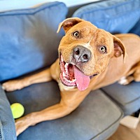 adopt a pet