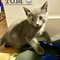 adopt a pet