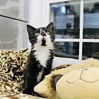 adopt a pet