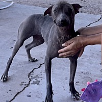 adopt a pet