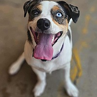 adopt a pet
