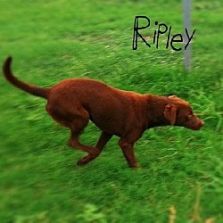 Thumbnail photo of Ripley #3