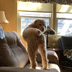 Latham, NY - Labradoodle. Meet Maggie a Pet for Adoption - AdoptaPet.com