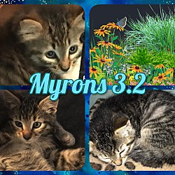 Photo of Myrons Litter 3.2