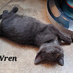 Photo of Wren