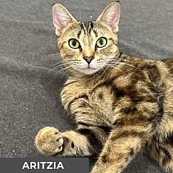 Photo of Aritzia
