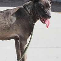 adopt a pet